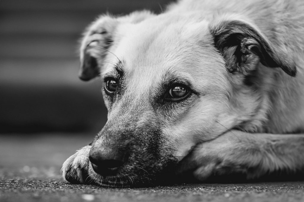 dog domestic animal nature mammal 9534362